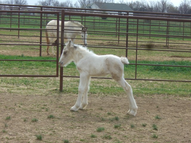 Five In Five/All Fillies!